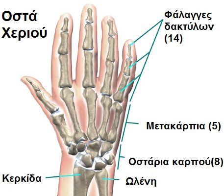 Τεχνητό μέλος - χέρι // σελ 6 Υλικά Για την κατασκευή μας χρησιμοποιήσαμε: Λάστιχο ποτίσματος για τα δάχτυλα της παλάμης με σχισμές για την προσομοίωση των φαλάγγων των δακτύλων.
