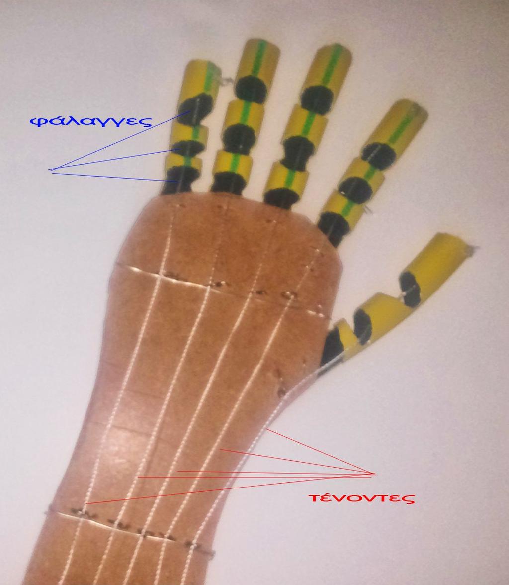 Τεχνητό μέλος - χέρι // σελ 7 Αρχή λειτουργίας Τον ρόλο των δακτύλων παίρνουν πέντε κομμάτια από λάστιχο ποτίσματος στο μέγεθος των δακτύλων με σχισμές στην επιφάνεια του λάστιχου ώστε να δίνεται η