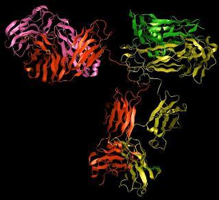 Φανμαθμιμγηθέξ ηδηόηεηεξ Denosumab Πιήνςξ ακζνώπεημ μμκμθιςκηθό ακηίζςμα IgG 2 ηζόηοπμξ Denosumab Τρειή ζογγέκεηα με ηεκ ακζνώπηκε πνςηεΐκε RANK Ligand Τρειή εηδηθόηεηα γηα ημκ RANK Ligand Καμία