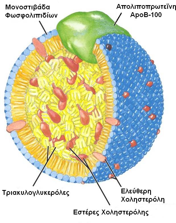 εντεροκύτταρα και μεταφέρουν τις εξωγενείς TAG (από την τροφή), και β) οι λιποπρωτεΐνες πολύ χαμηλής πυκνότητας (very low density lipoproteins, VLDL), οι οποίες εκκρίνονται από τα ηπατοκύτταρα και