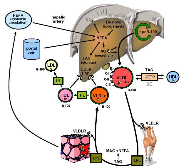 Εικόνα 4. Σχηματική αναπαράσταση του μεταβολισμού των VLDL. Τα λιπαρά οξέα γίνονται διαθέσιμα στο ήπαρ από τη συστηματική κυκλοφορία (FFA του πλάσματος) και από μη συστηματικές πηγές (π.χ. de novo λιπογένεση, λιπόλυση ενδοηπατικών TAG, μέσω της πυλαίας φλέβας από λιπόλυση του ενδοκοιλιακού λίπους).