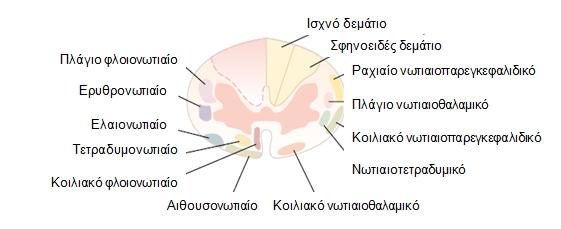 Οι νευράξονες των αισθητικών νευρώνων β τάξεως συνάπτονται στο θάλαμο με τους αισθητικού νευρώνες γ τάξεως οι οποίοι μεταβιβάζουν το επώδυνο ερέθισμα σε ανώτερες δομές του κεντρικού νευρικού