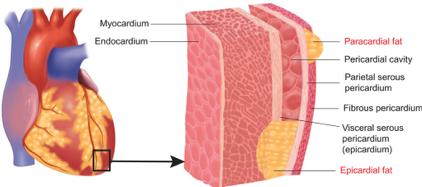 Ανατομία Στη διεθνή βιβλιογραφία υπάρχουν διαφορές στην ονοματολογία του καρδιακού λίπους Αυτή η διαφορετική προσέγγιση