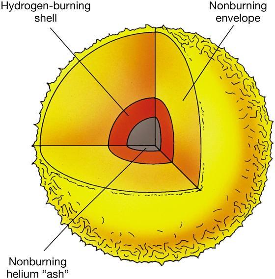 ΕΞΕΛΙΞΗ ΑΣΤΕΡΩΝ Μ<0.8 Μ Εικόνα 23: Δομή αστέρα μικρής μάζας (Μ<0.8 Μ ).