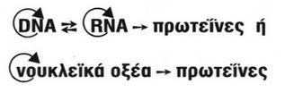 ΒΙΟΛΟΓΊΑ ΚΑΙ ΒΙΟΠΛΗΡΟΦΟΡΙΚΉ Σχήμα 12: Το κεντρικό δόγμα της μοριακής βιολογίας σήμερα 4.