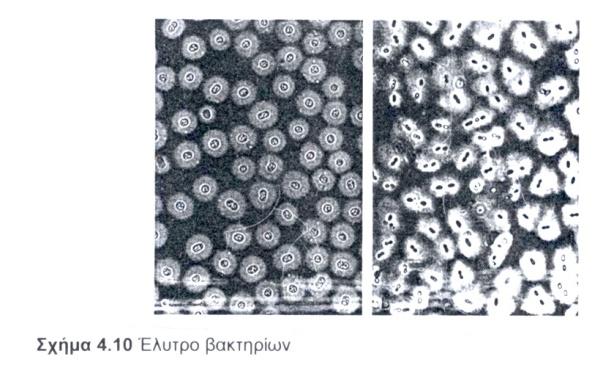 Σχήμα 4.10 Έλυτρο βακτηρίων Το έλυτρο δεν χρωματίζεται με τις συνήθεις χρώσεις. Η ύπαρξη του διαπιστώνεται με τον συνδυασμό θετικής και αρνητικής χρώσης η με ανοσοβιολογικές μεθόδους (Σχήμα 4.11).