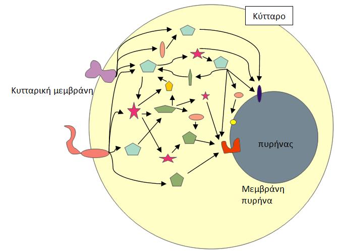 Συστημική Βιολογία (Systems Biology) Ο τομέας αυτός σκοπό έχει την προσέγγιση και ανάλυση των διάφορων βιολογικών λειτουργιών με βάση δομημένα συστήματα.