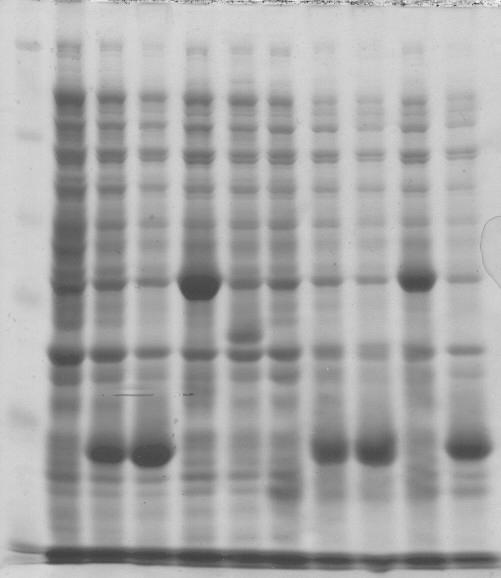 Το απομονωμένο πλασμιδιακό DNA του θετικού κλώνου ORF68(4) χρησιμοποιήθηκε για τη μεταμόρφωση δεκτικών E.