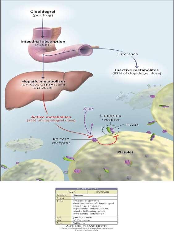Το απορροφούμενο ποσοστό της κλοπιδογρέλης μεταβολίζεται στο ήπαρ με την βοήθεια του Ρ450 κυτοχρώματος (2c19) σε ενεργό μεταβολίτη.
