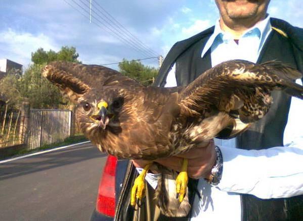 του δήμου Ναυπακτίας. Κατά τη διάρκεια της επιθεώρησης εντοπίστηκε ανάμεσα στα φυλλώματα ελιάς νεαρό γεράκι τραυματισμένο από ασυνείδητους κυνηγούς στο φτερό.