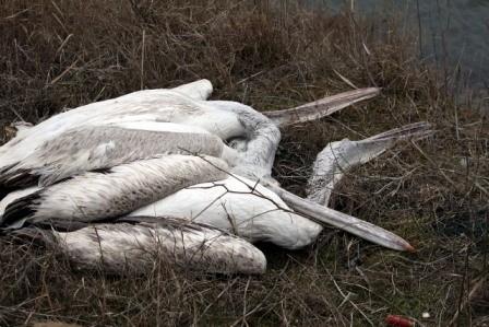 Πάρκα της Ελλάδας. τη Βιστωνίδα βρέθηκαν 18 νεκροί Αργυροπελεκάνοι και 10 σκελετοί τους, ενώ στον Αμβρακικό κόλπο άγνωστοι κατέστρεψαν τις φωλιές και τα αυγά αποικίας του είδους.