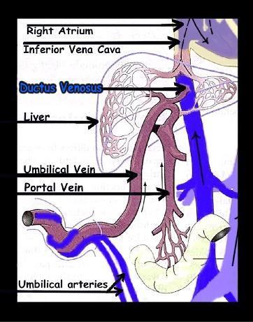 Η παράκαμψη του ήπατοσ Σο οξυγονωμζνο αίμα που επιςτρζφει από τον πλακοφντα προσ το ζμβρυο μζςω τθσ ομφαλικισ φλζβασ, παρακάμπτει το ιπαρ μζςω του φλεβϊδθ πόρου (ductus venosus), ϊςτε να