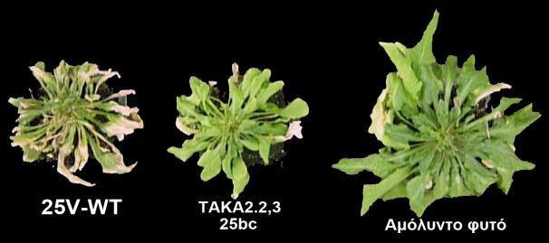 Δοκιμές παθογένειας σε φυτά Arabidopsis thaliana Έγινε επιλογή μετασχηματισμένων ΔVdVeA στελεχών για κάθε φυλή