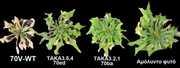 2-1 από το άγριο στέλεχος 70V) Πραγματοποιήθηκαν μολύνσεις φυτών Arabidopsis thaliana Col-0 με ριζοπότισμα 10