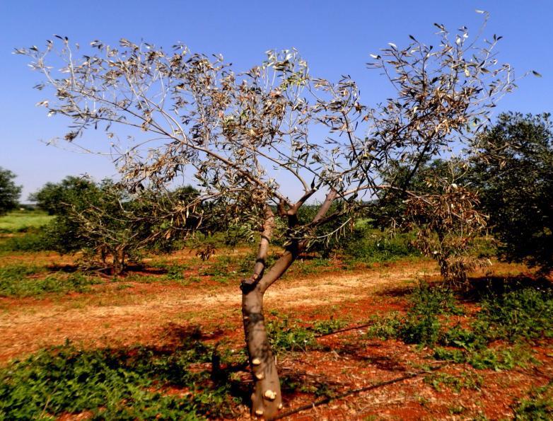 Συνυπάρχουν καστανός μεταχρωματισμός αγγείων, νανισμός και ακολουθεί στο τέλος νέκρωση ολόκληρου του φυτού Εύρος ξενιστών: περισσότερα από 200 είδη ετήσιων φυτών και δενδρωδών καλλιεργειών, μεταξύ