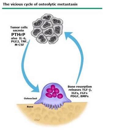 Mechanism of bone