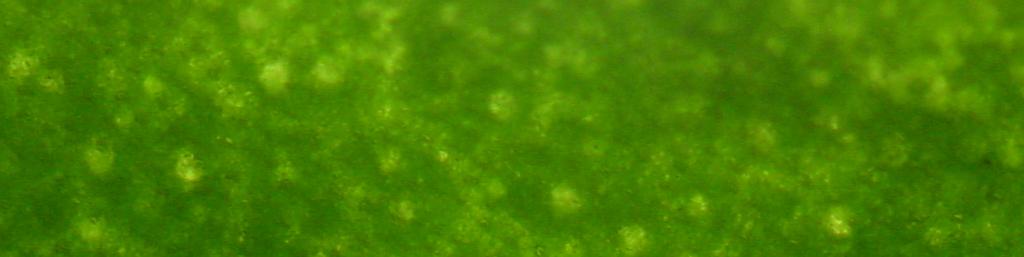 Εικόνα 2: Μικροφωτογραφία επιφάνειας φύλλου Silene radicosa Boiss,& Heldr.