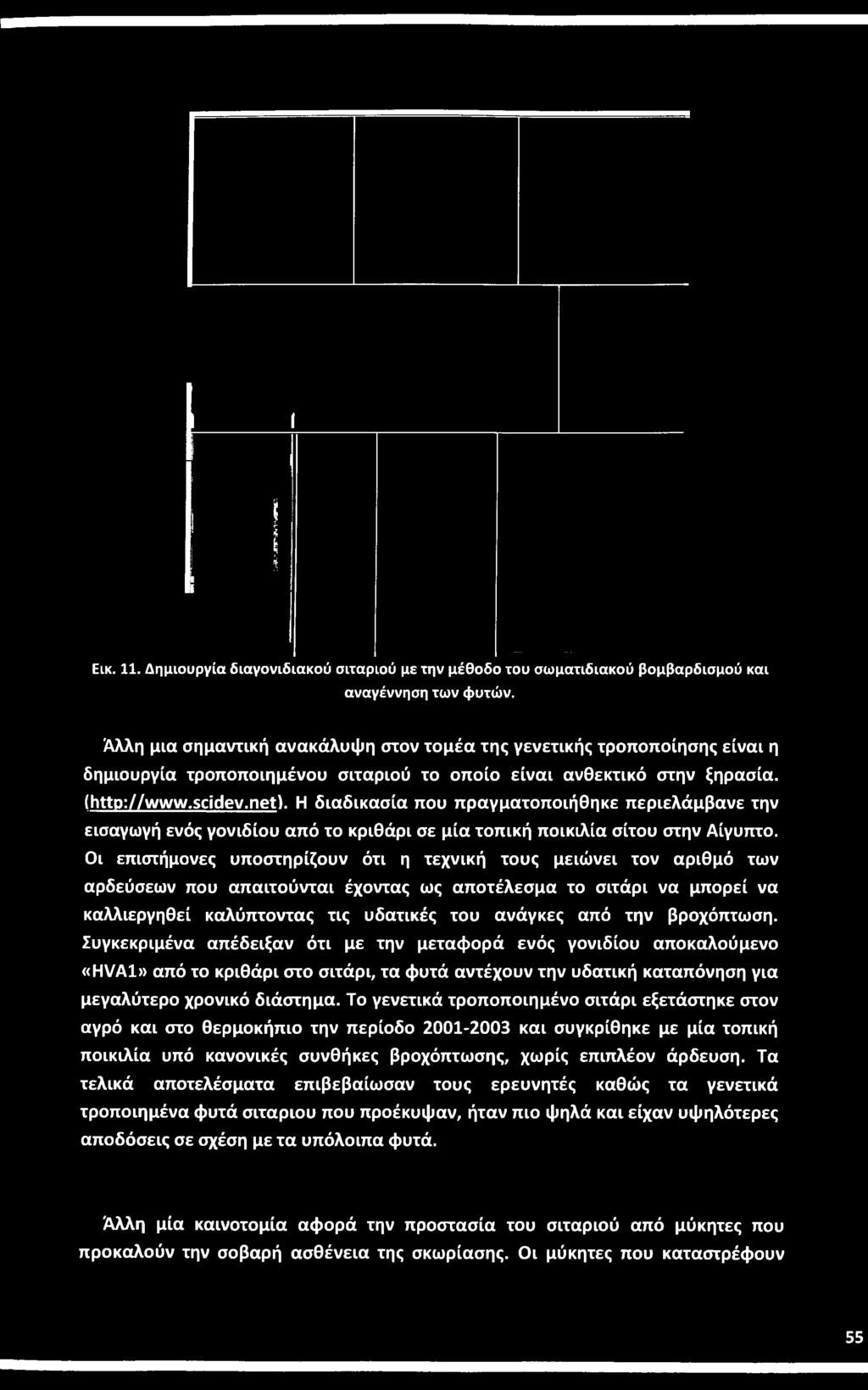 βροχόπτωση. Συγκεκριμένα απέδειξαν ότι με την μεταφορά ενός γονιδίου αποκαλούμενο «HVA1» από το κριθάρι στο σιτάρι, τα φυτά αντέχουν την υδατική καταπόνηση για μεγαλύτερο χρονικό διάστημα.