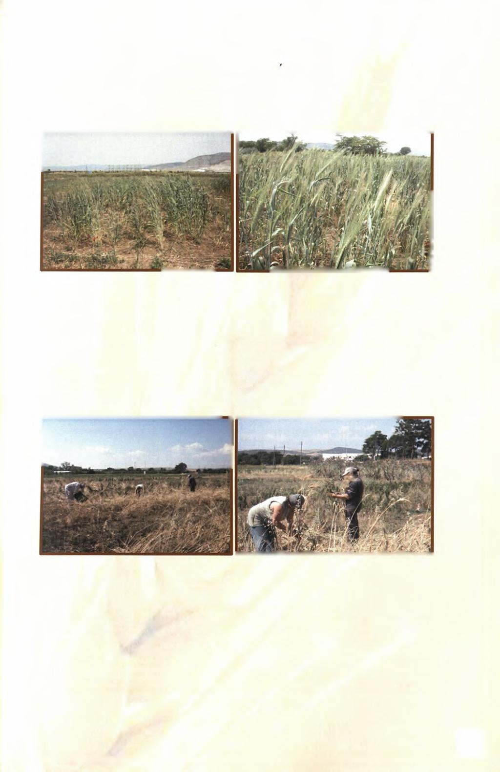 Τον Μάιο του 2010 (05-05-2010) πραγματοποιήθηκαν οι μετρήσεις οι οποίες αφορούσαν το ύψος των φυτών με τη χρήση μετροταινίας και το αδέλφωμα, καθώς και τη