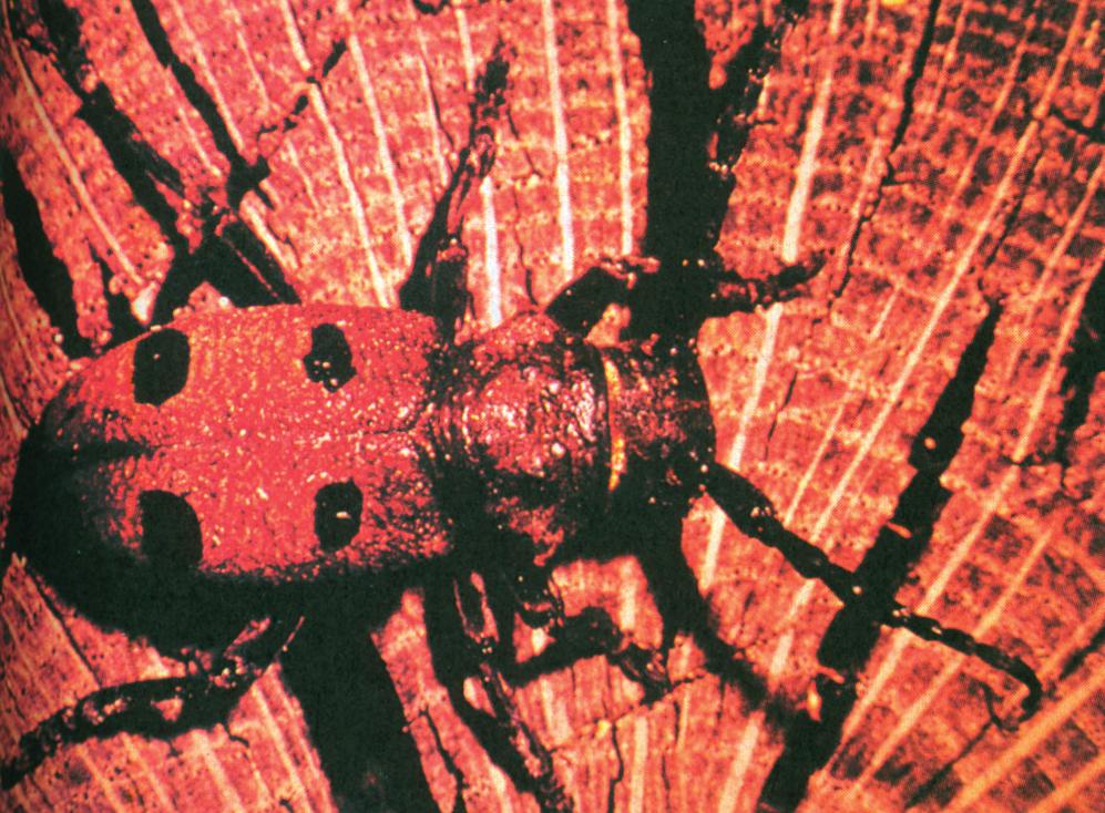 Εικόνα 6-14. Προσβολή ξύλου από έντομα. Τα αυτοφυή δάση αντέχουν περισσότερο από τις τεχνικές συστάδες στις προσβολές εντόμων.