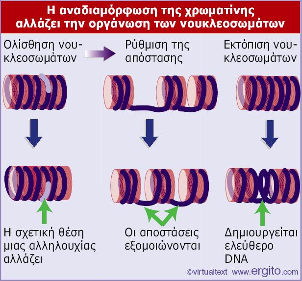 Τα σύµπλοκα αναδιαµόρφωσης µπορούν να: προωθήσουν την ολίσθηση των νουκλεοσωµάτων κατά µήκος του DNA να