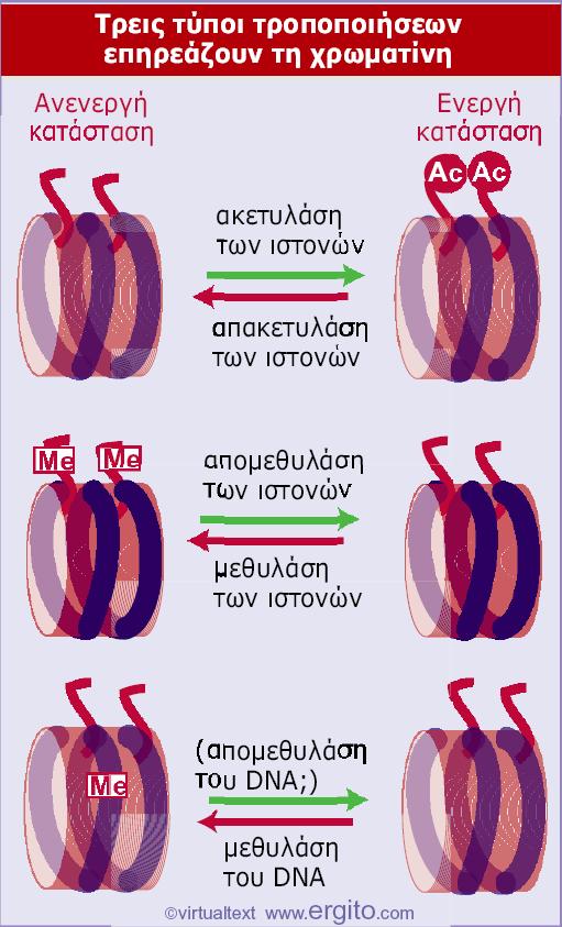 Ενζυµική (χηµική) τροποποίηση των νουκλεοσωµάτων µέσω τροποποίησης των ιστονών µε στόχο την προγραµµατισµένη έκφραση/αδρανοποίση γονιδίων ανταποκρινόµενη σε εξωτερικά