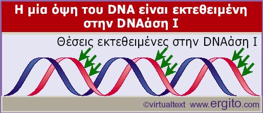 Οι περισσότερο εκτεθειµένες θέσεις στο DNA εµφανίζονται µε µια περιοδικότητα που