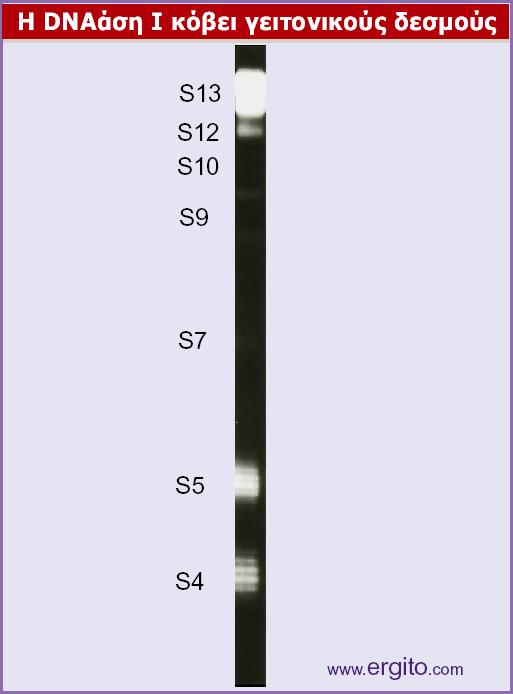 Η ανάλυση υψηλής διακριτικότητας δείχνει ότι κάθε θέση πέψης από την DNΑάση Ι αποτελείται από αρκετούς παρακείµενους