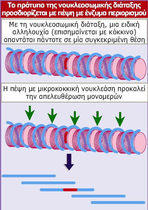 Κατά τη νουκλεοσωµική διάταξη, οι θέσεις περιορισµού εντοπίζονται σε