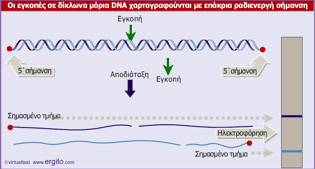 Οι εγκοπές του δίκλωνου DNA αποκαλύπτονται από τα µονόκλωνα τµήµατα που προκύπτουν όταν µετουσιώνεται το DNA.