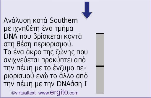 Η ύπαρξη µίας συγκεκριµένης θέσης-στόχου για την DNΑάση-Ι παράγει ένα διακριτό τµήµα