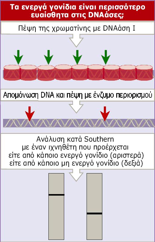 Η ευαισθησία στην DNΑάση Ι µπορεί