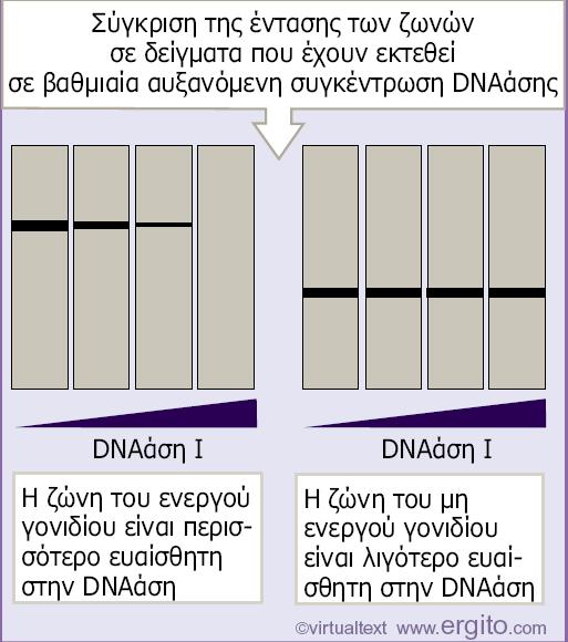 ρυθµό µε τον οποίο εξαφανίζεται