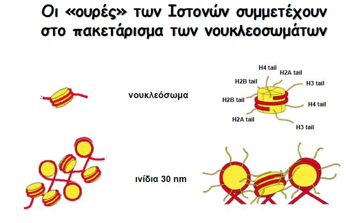 Που γίνονται οι επιγενετικές