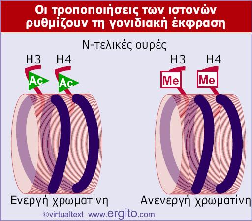 Η ακετυλίωση που σχετίζεται µε την ενεργοποίηση της γονιδιακής έκφρασης πραγµατοποιείται µε άµεση τροποποίηση των ιστονών που