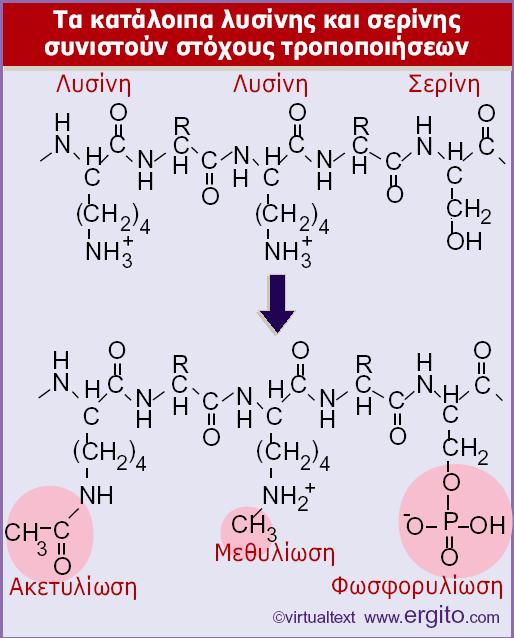 Η ακετυλίωση λυσίνης και η φωσφορυλίωση σερίνης µειώνουν το συνολικό θετικό φορτίο µιας