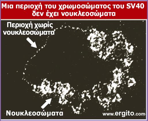 Το µικροχρωµόσωµα του SV40, απλό παράδειγµα,