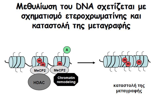 Μεθυλίωση του