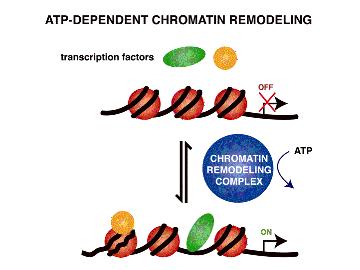 Τα συµπλόκα αναδόµησης της χρωµατίνη είναι σύµπλοκα πρωτεϊνικών υποµονάδων που χρησιµοποιούν ενέργεια (ATP) για να σπάσουν τη δοµή των νουκλεοσωµάτων ώστε να αυξηθεί η