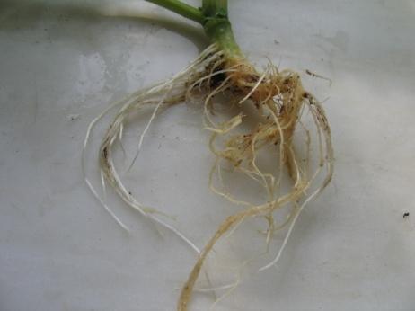 α: σχετική ευπαθεια σε φυτό της σειράς 9/6/6 mos (05) (αριστερά), και ανθεκτικό φυτό της σειράς 3/3/9 mos (06) (δεξιά), β: ήπια συμπτώματα προσβολής στο ριζικό συστήμα σε φυτό της σειράς 9/6/6 mos