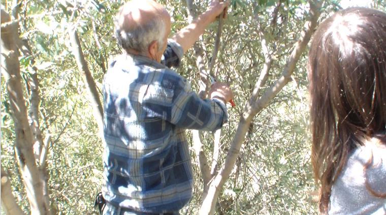 φωτιές του 94 και απέφερε κατά την περσινή χρονιά πάνω από 70 κιλά καρπό.