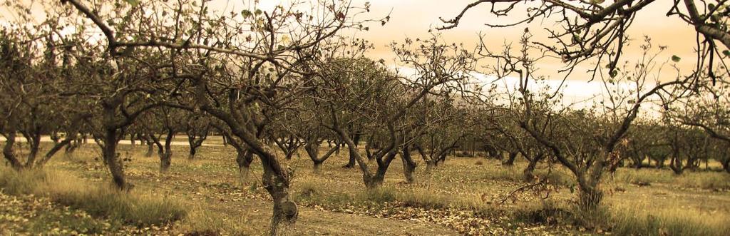 Ακόμα νοτιότερα, υπάρχουν μεγάλες εκτάσεις χωρίς συγκεκριμένη χρήση, αποτελώντας έτσι αλάνες παιχνιδιού και περιπάτου.