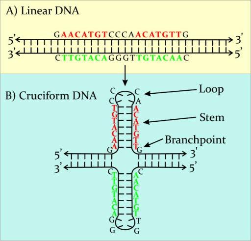 Παλίνδρομες αλληλουχίες DNA Φουρκέτες (hairpins σε