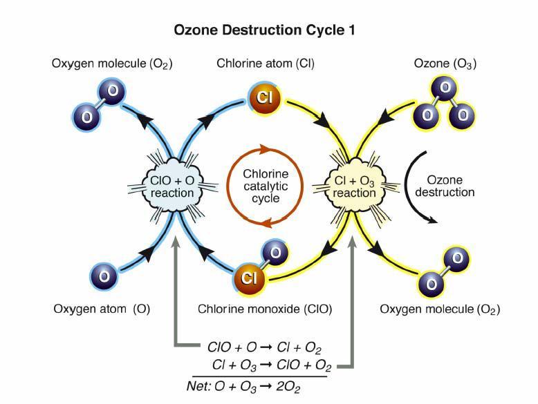 Πρώτα, το μονοξείδιο του χλωρίου αντιδρά με ένα άτομο οξυγόνου για την παραγωγή ενός ατόμου χλωρίου και μοριακού οξυγόνου.