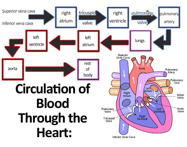 Εικόνα 2.2 Κυκλοφορία του αίματος στην καρδιά Η καρδιά είναι ένα αποτελεσματικό συγκύτιο, ένα πλέγμα καρδιακών μυικών κυττάρων διασυνδέεται με παραπλήσιες κυτοπλασματικές γέφυρες.