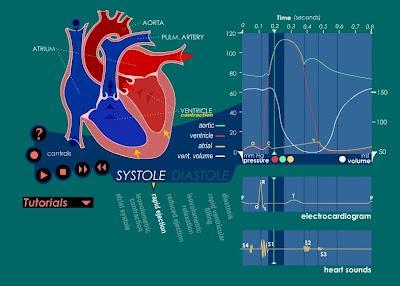 διαστήματος RR έχουν ιδιαίτερη καρδιολογική σημασία στη μελέτη και την πρόγνωση καρδιακών παθήσεων όπως σε άτομα χωρίς προηγούμενο ιστορικό (Whitsel et al.