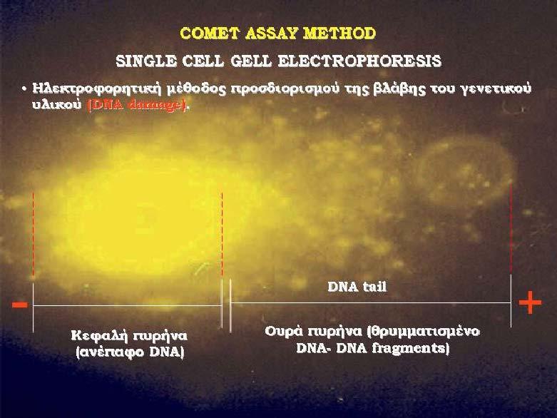 ΥΛΙΚΑ & ΜΕΘΟ ΟΙ 65 µε ποσοστό βλάβης 5-20%,στην κλάση 2 οι κοµήτες µε ποσοστό βλάβης 20-40%, στην κλάση 3 οι κοµήτες µε ποσοστό βλάβης 40-75% και η κλάση 4 στην οποία οι κοµήτες έχουν υποστεί