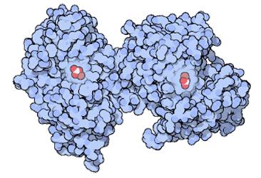 Τρανσφερρίνη - Δομή Ο μοναδικός μεταφορέας σιδήρου Γλυκοπρωτεΐνη ~ 80 kda με 678