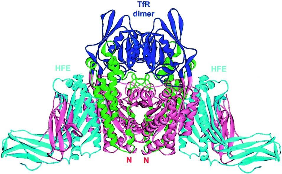 Υποδοχέας τρανσφερρίνης - Δομή TfR1 HFE complex Εκφράζεται σε όλα τα κύτταρα Ο αριθμός και η σταθερότητα των ΤFR- καθορίζουν την πρόσληψη Fe Το γονίδιο του όπως και της απo-tf εδράζεται