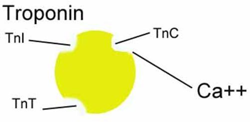 Τροπονίνη Τροπονίνη: 5% των πρωτεϊνών των μυϊκών νημάτων. συστατικό των λεπτών νημάτων.